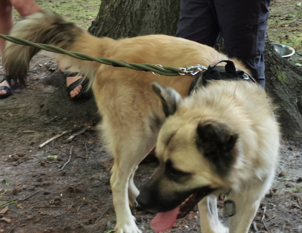 Świętowali Dzień Psa w kaliskim Parku Miejskim