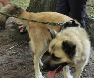 Świętowali Dzień Psa w kaliskim Parku Miejskim
