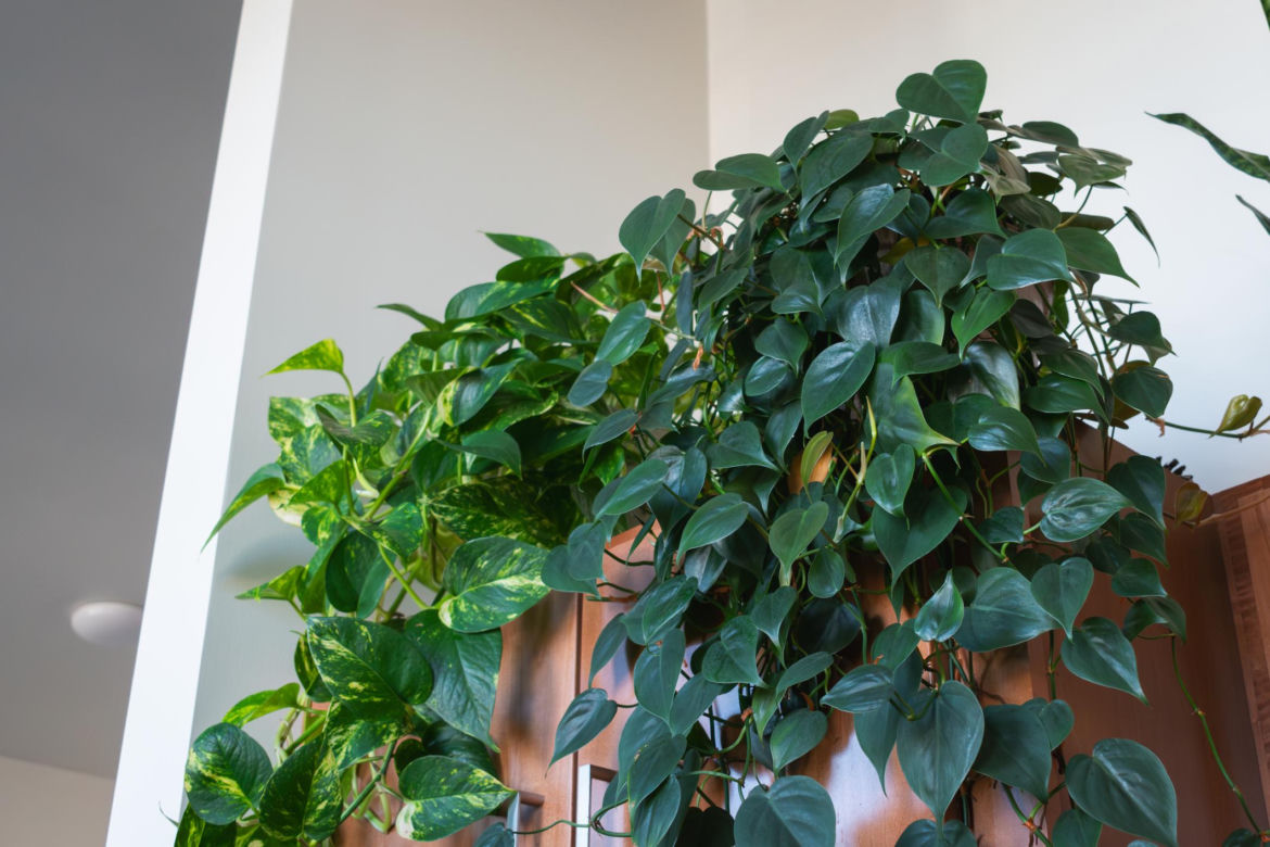 Epipremnum