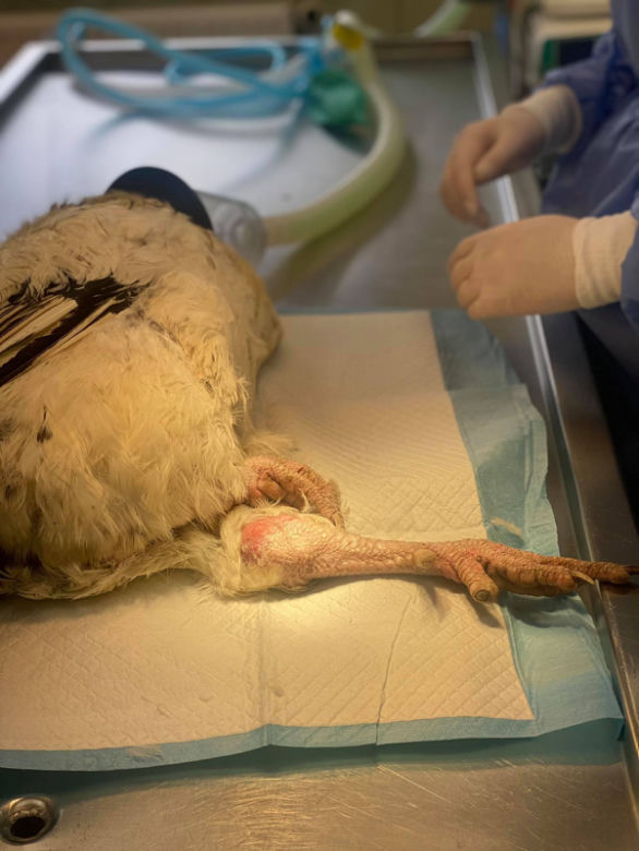 Biopsja koguta Zdzicha
