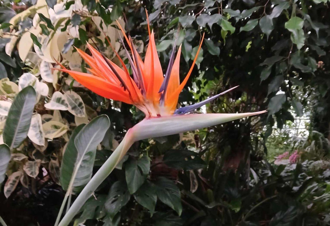 Spacer po ogrodzie botanicznym odbywa się w dniach 18 i 19 stycznia