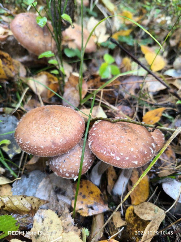 Łuskwiak zmienny