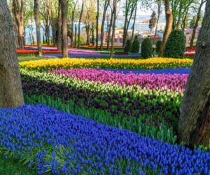 Rozpoczął się festiwal tulipanów w Stambule. Sprowadzono je tu niemal milenium temu