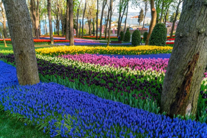 Rozpoczął się festiwal tulipanów w Stambule. Sprowadzono je tu niemal milenium temu