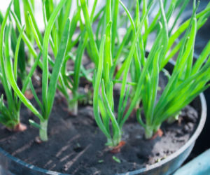 Cebula na balkonie