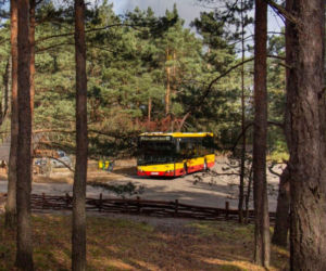 Te autobusy pojadą tylko w weekendy i święta. Zabiorą pasażerów do Palmir