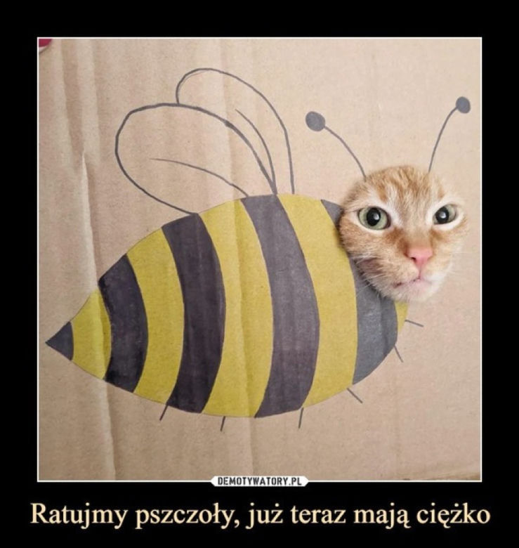 Światowy Dzień Kota 2022. Zobacz najśmieszniejsze obrazki i MEMY z kotami! 