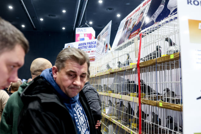 Katowice stolicą gołębiarstwa. Za nami 17. edycja EXPOGołębie. To największa tego typu impreza w Europie