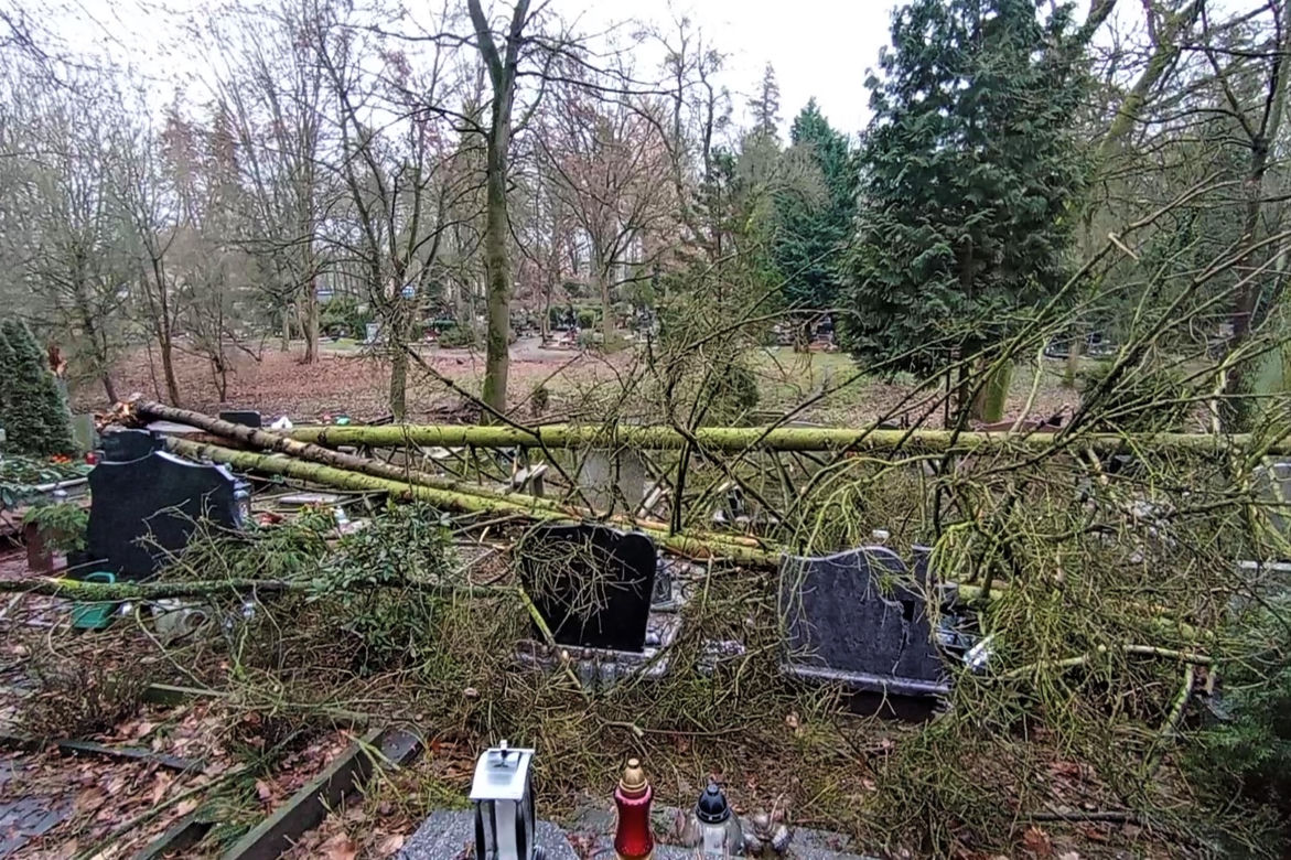 Powalone drzewo na Cmentarzu Centralnym w Szczecinie