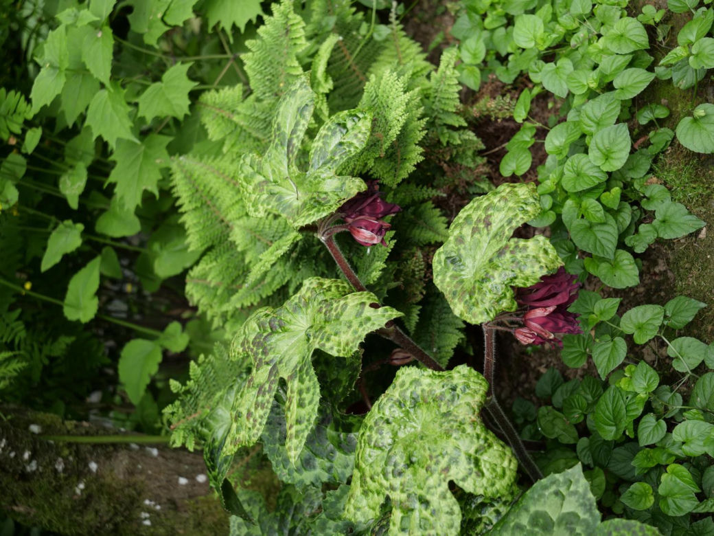Podophyllum Spotty Dotty Stopowiec