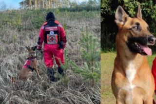 Julian walczy o życie! Bohaterski owczarek belgijski potrzebuje pilnej operacji