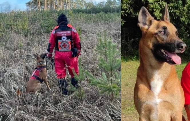 Julian walczy o życie! Bohaterski owczarek belgijski potrzebuje pilnej operacji