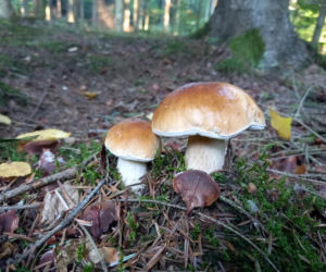 Świętokrzyskie darzy! Lasy pełne grzybów 