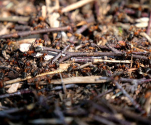 Stalowa Wola. Przeprowadzka mrówek trwa już miesiąc [ZDJĘCIA]