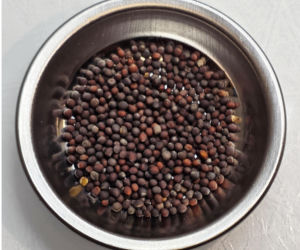 Nasiona z Maciejowa po locie w kosmos