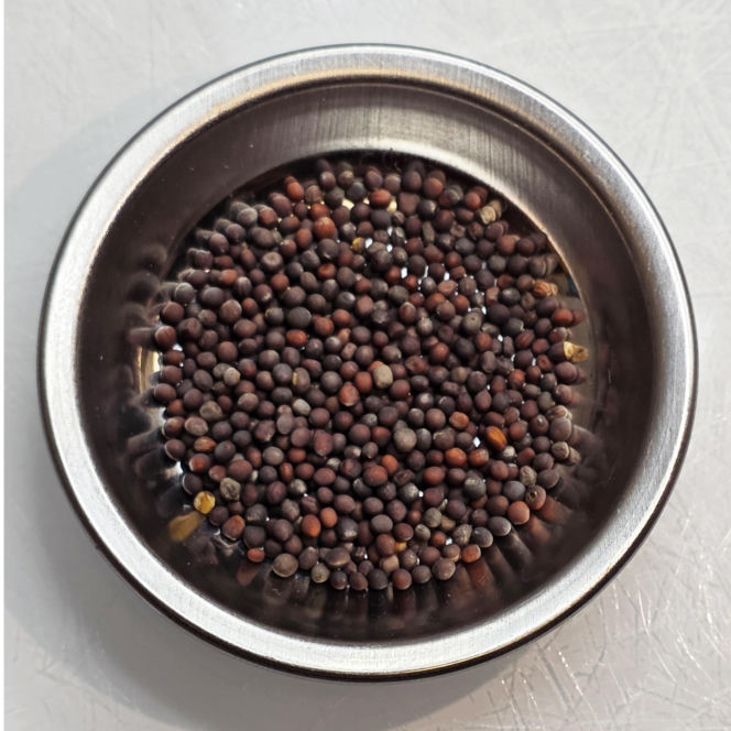 Nasiona z Maciejowa po locie w kosmos