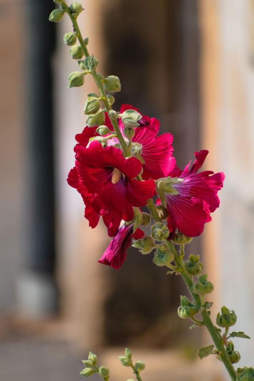 Malwa różowa (Alcea rosea)