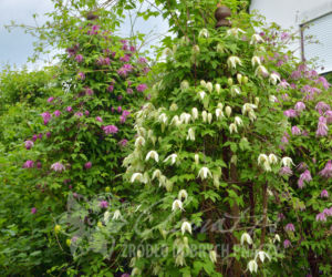 Powojniki - szkółka Clematis