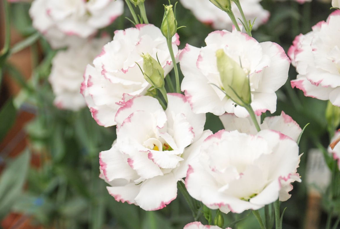 Eustoma
