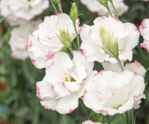 Eustoma