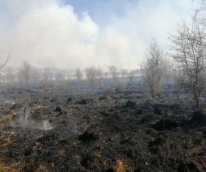 Spłonęły 34 hektary! 150 strażaków gasiło pożar traw w Brodach