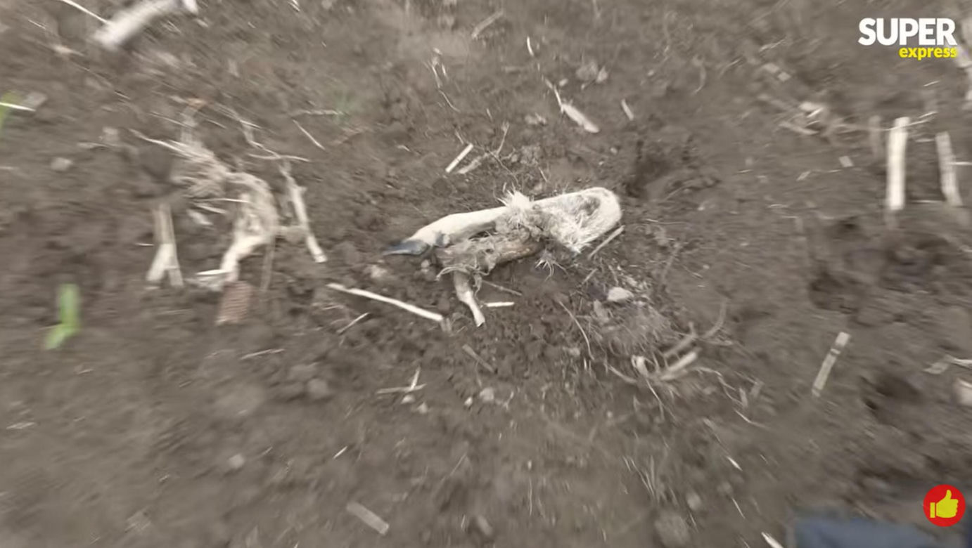 Niedźwiedzie coraz bliżej ludzi. Strach w Bieszczadach narasta: „Boimy się wyjść z domu”