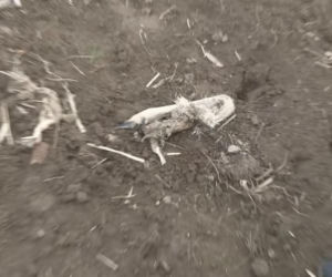 Niedźwiedzie coraz bliżej ludzi. Strach w Bieszczadach narasta: „Boimy się wyjść z domu”