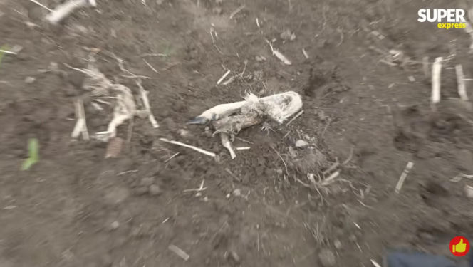 Niedźwiedzie coraz bliżej ludzi. Strach w Bieszczadach narasta: „Boimy się wyjść z domu”