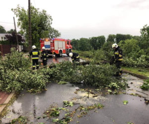 Nawałnica zniszczyła Zoo Płock! Placówka zamknięta! Co ze zwierzętami? [ZDJĘCIA]