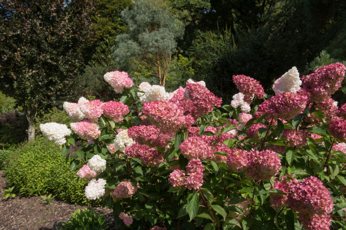 Hortensja bukietowa VANILLE FRAISE