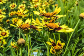 Nachyłek dwubarwny - Coreopsis tinctoria