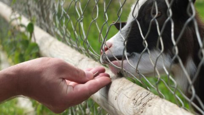 Tutaj kaÅ¼dy moÅ¼e nakarmiÄ zwierzÄta! W GdaÅsku w majÃ³wkÄ rusza maÅe zoo! [AUDIO] - trojmiasto.eskainfo.pl