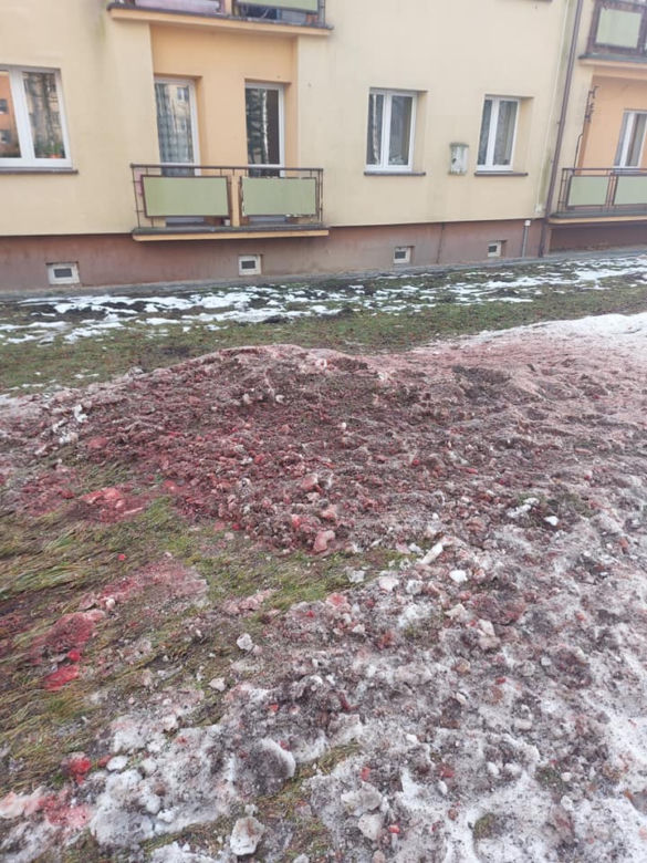 Odstrzał dzików pod blokiem w Jaworznie [ZDJĘCIA]
