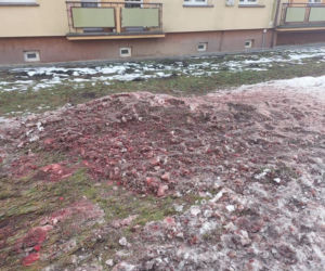 Odstrzał dzików pod blokiem w Jaworznie [ZDJĘCIA]