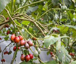 Tamarillo
