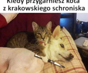 Memy na Światowy Dzień Kota 2020. One po prostu takie są! 
