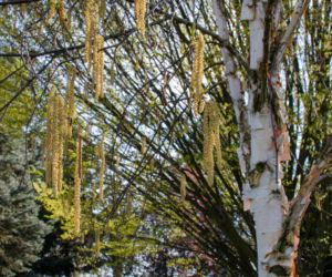 Brzoza biała chińska ‘Fascination’