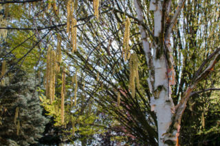 Brzoza biała chińska ‘Fascination’