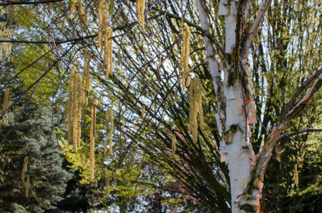 Brzoza biała chińska ‘Fascination’