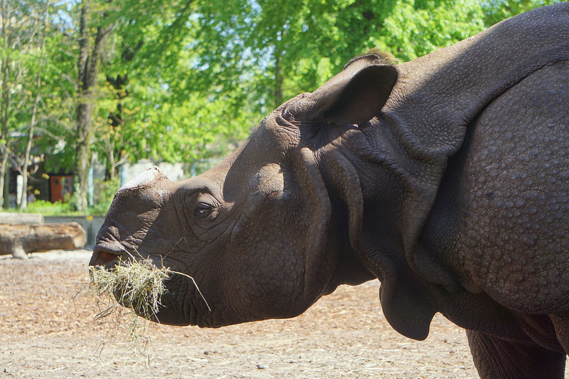 Zoo Wrocław: Nosorożec indyjski