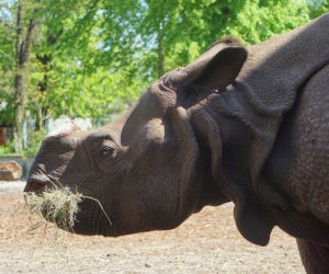 Zoo Wrocław: Nosorożec indyjski