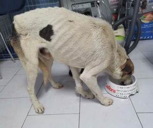 Łódzkie: Ktoś wrzucił psa do studni. Uwięziony Leon walczył o życie kilka dni!
