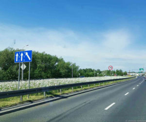 Białystok. Pierwsze łąki już kwitną. W 2020 roku pojawiły się w nowych miejscach