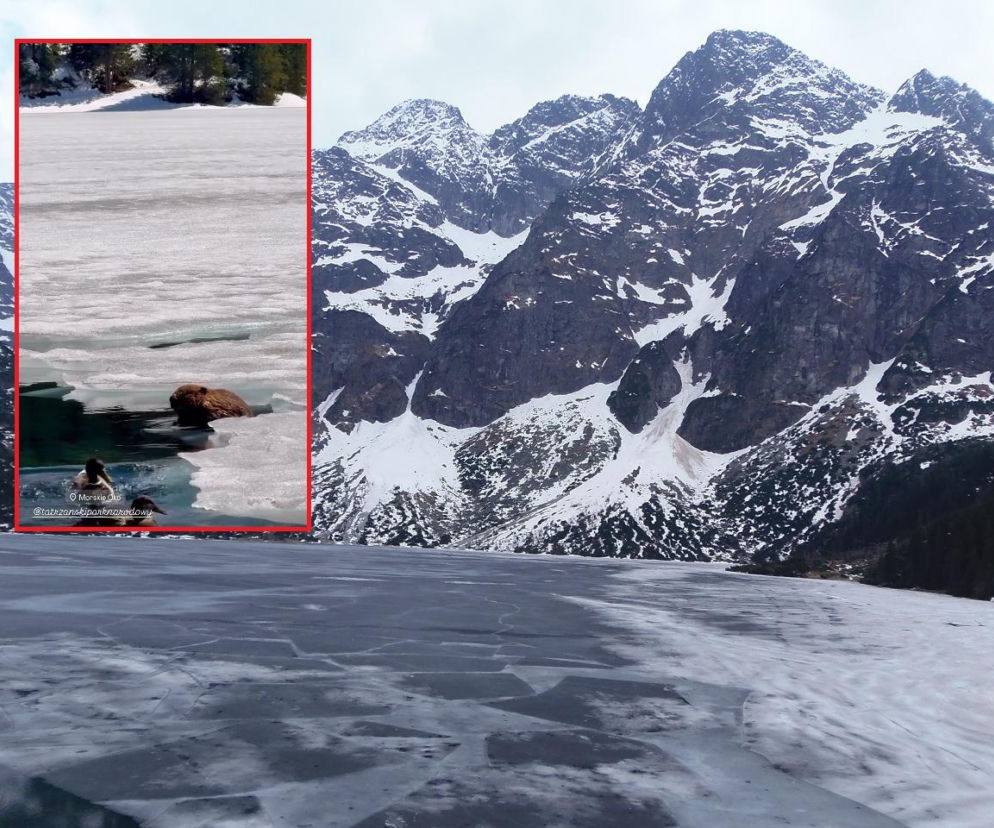 Przyrodnicza sensacja w Tatrach! To pierwsze takie nagranie wideo