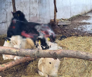 Krowy konały w męczarniach. Pożar w Bartnikach