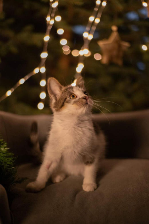 Świąteczne koty do Adopcji