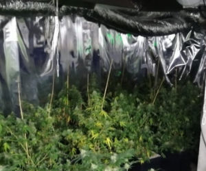Potężna plantacja marihuany w Dąbrowie Górniczej. Hodowcy grozi 10 lat więzienia [ZDJĘCIA]