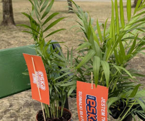 Darmowe palmy na ulicach Suwałk! Niezwykła akcja Radia ESKA