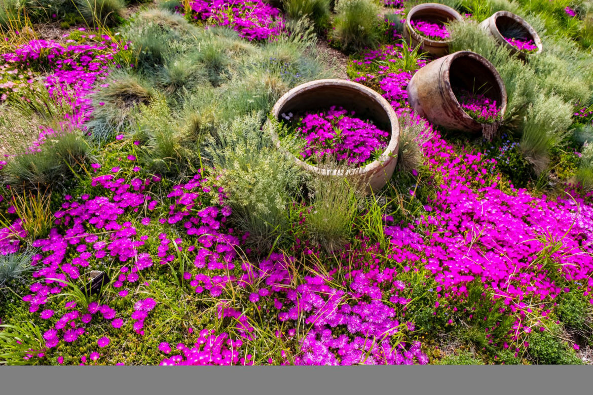 Delosperma