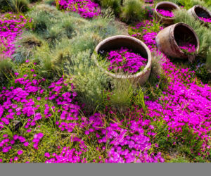Delosperma